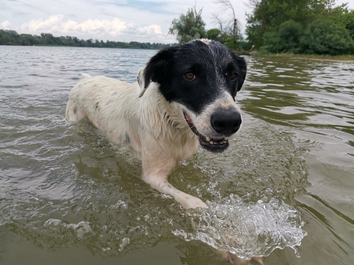 Гордеюшка, крупный и активный пёсель.