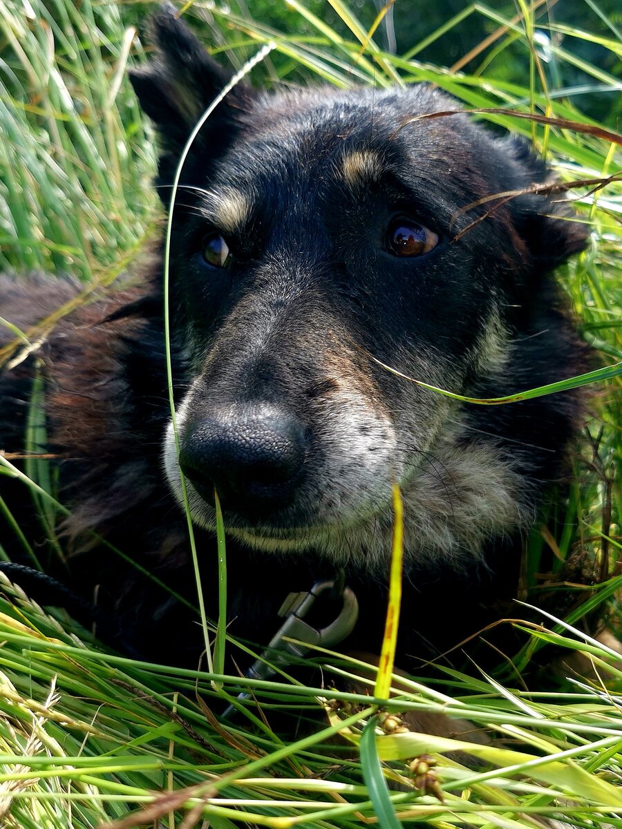 Аксель, очень добрый собакен-инвалид. Несмотря на то, что у него практически не работают задние лапы, получилось очень даже неплохо поплавать:) и теперь отдыхаем в теньке на травке!