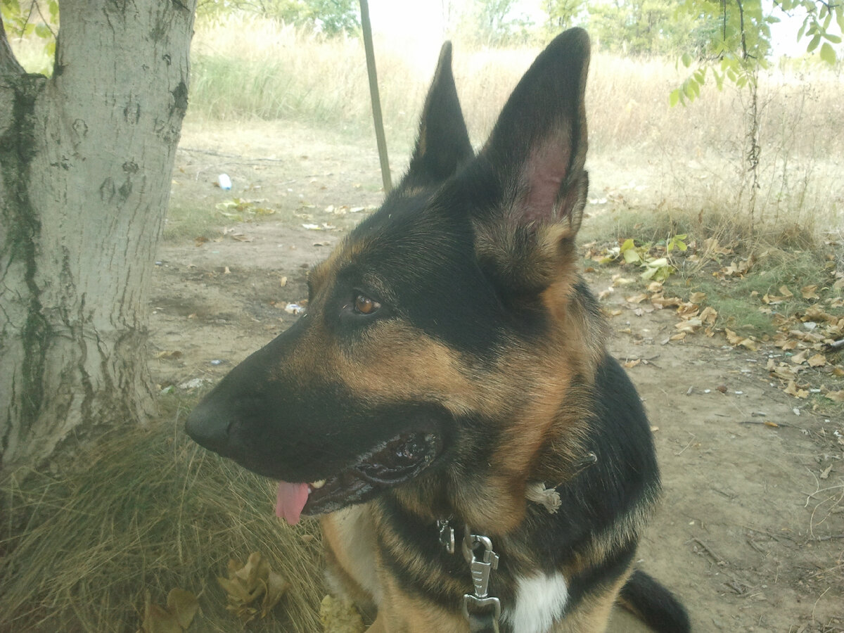 Кейси, фото автора