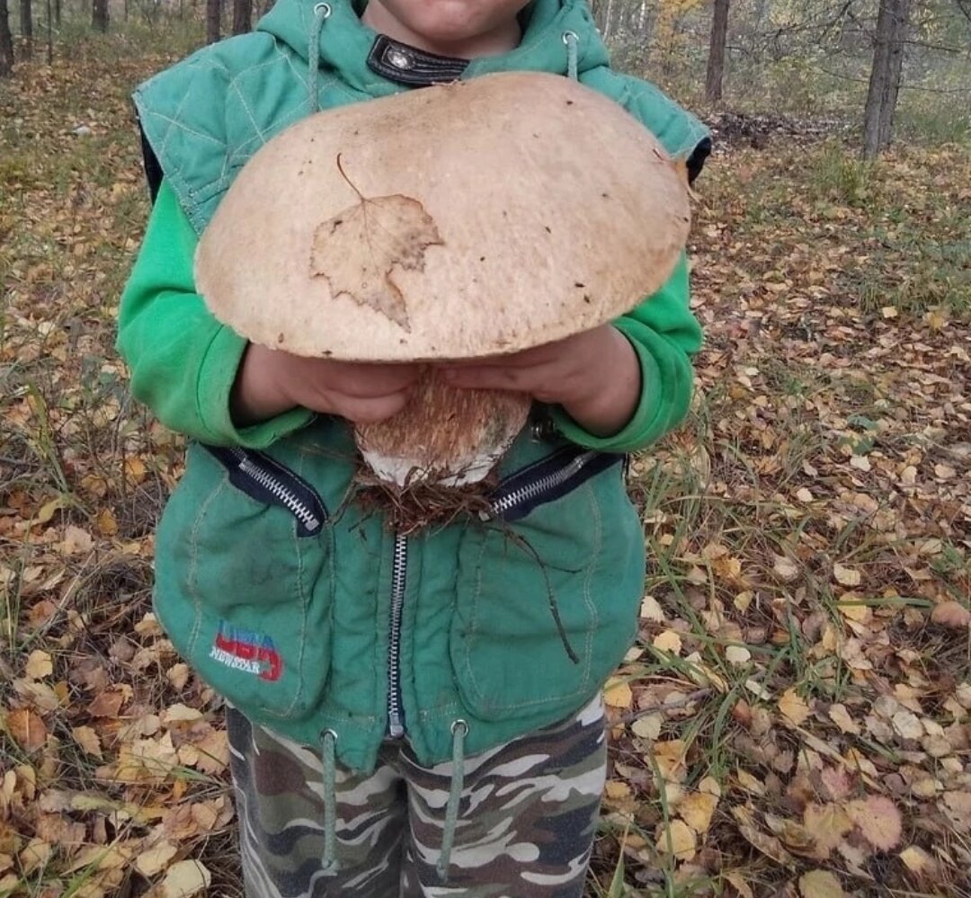 А вот гриб по сравнению с человеком 😉🫠