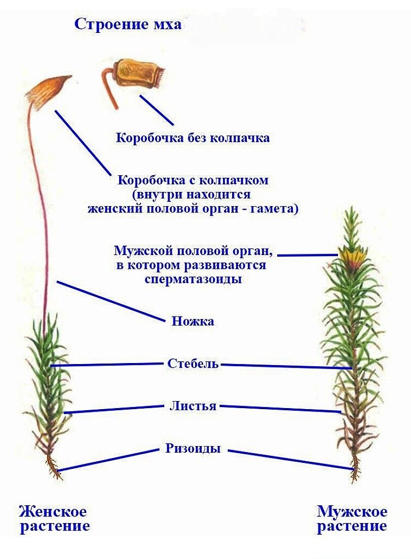 Сфагнум болотный классификация. Листостебельные мхи сфагнум. У сфагнума есть мужские и женские растения. Какой мох не является растением. Мох магелланский сфагнум.
