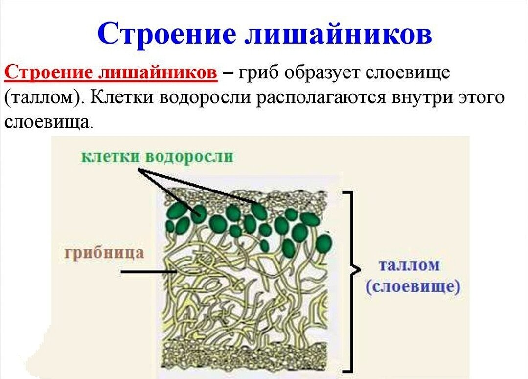 Типы слоевищ