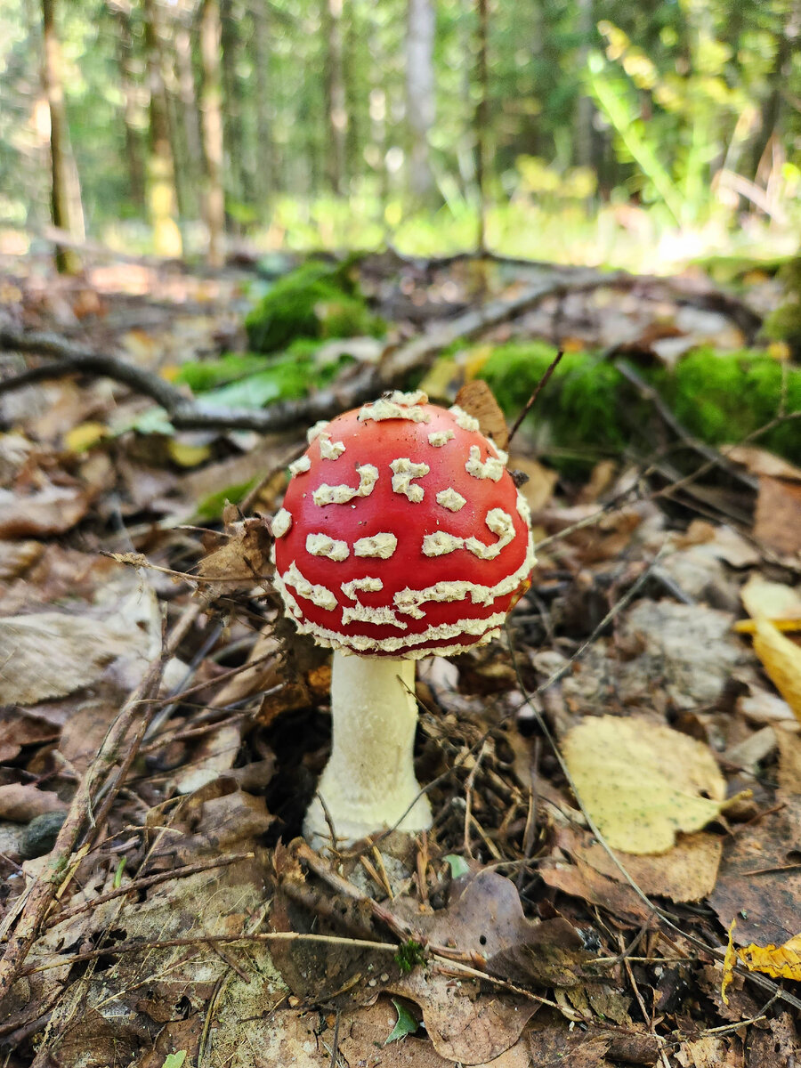 Грибы Калининградской области. Прогулка по осеннему лесу. | Живая ...