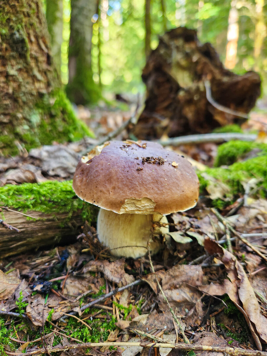 Грибы Калининградской области. Прогулка по осеннему лесу. | Живая ...