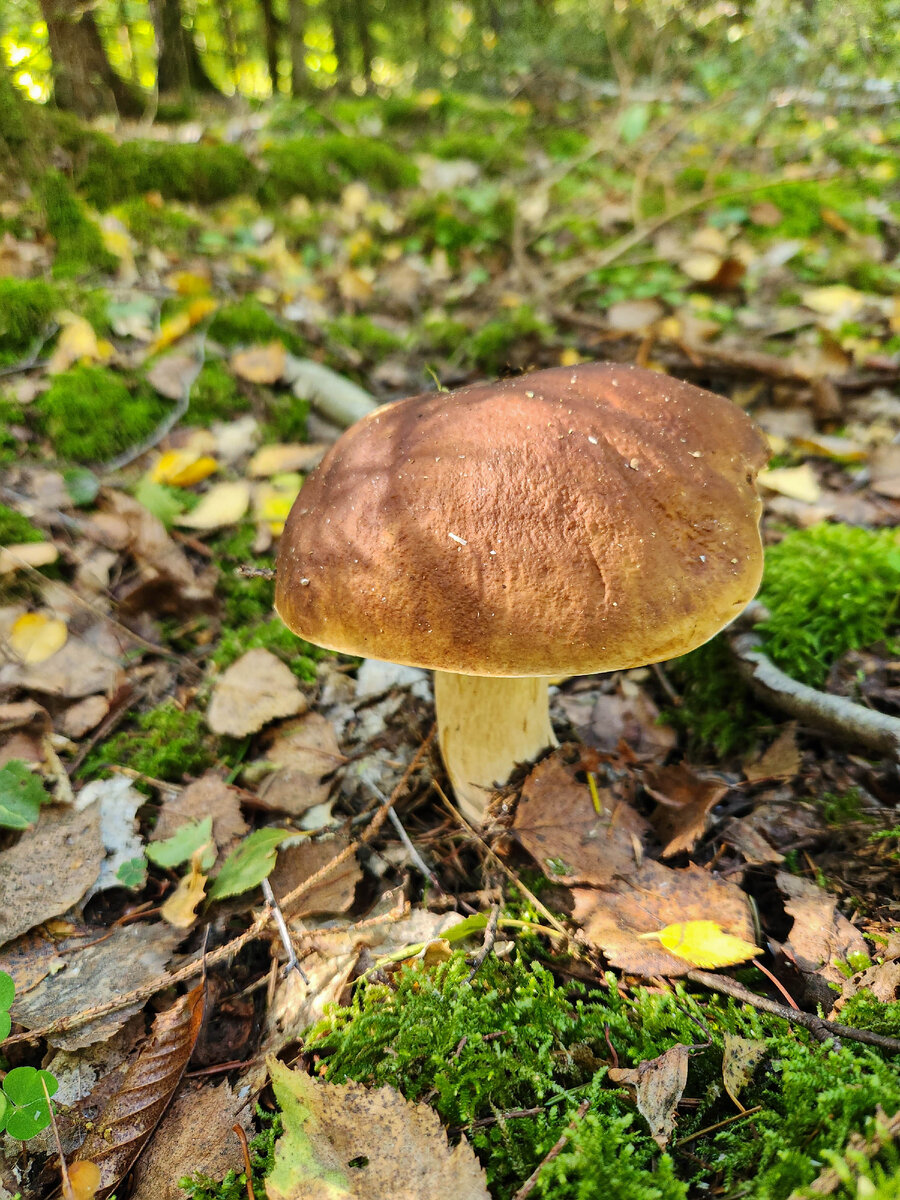 Грибы Калининградской области. Прогулка по осеннему лесу. | Живая ...