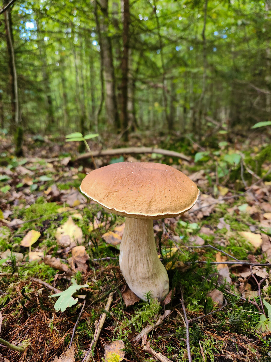 Грибы Калининградской области. Прогулка по осеннему лесу. | Живая ...