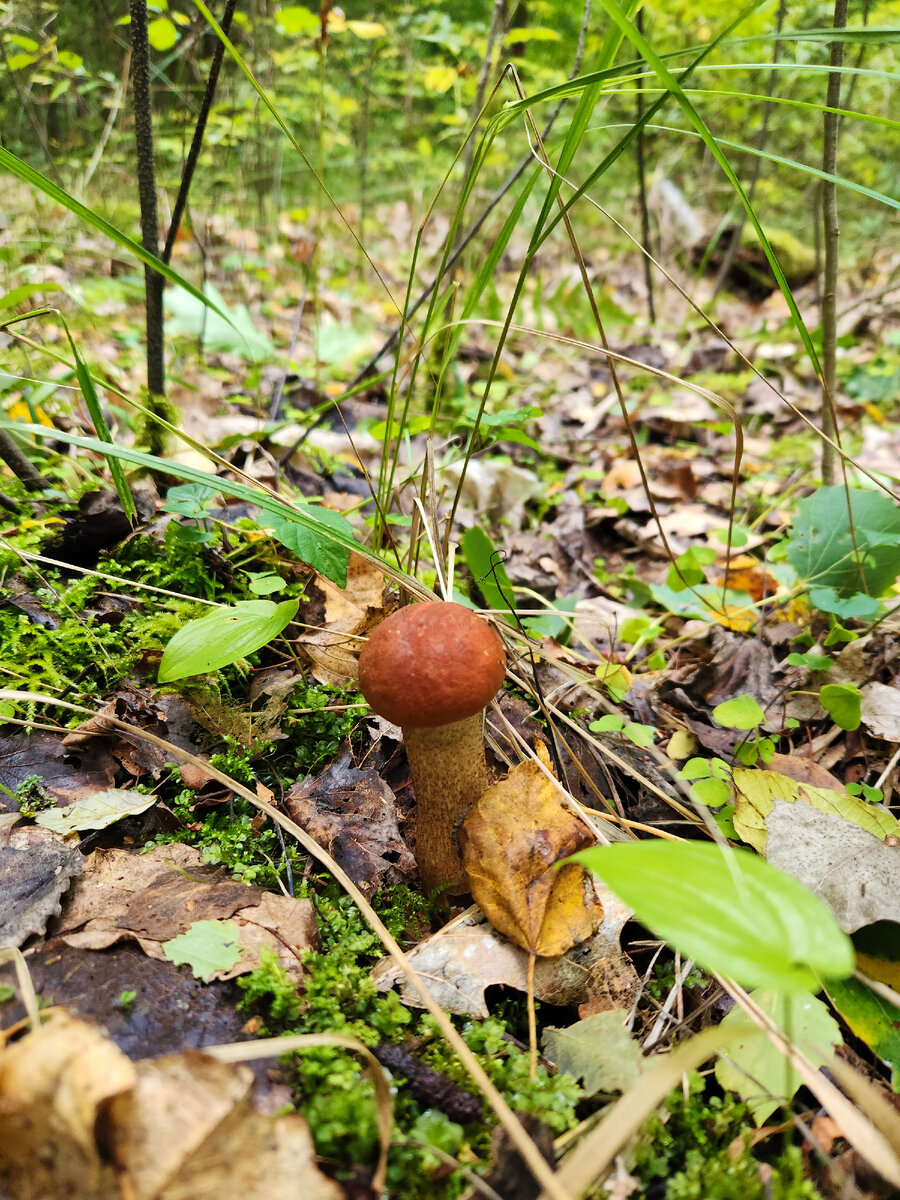 Грибы Калининградской области. Прогулка по осеннему лесу. | Живая ...