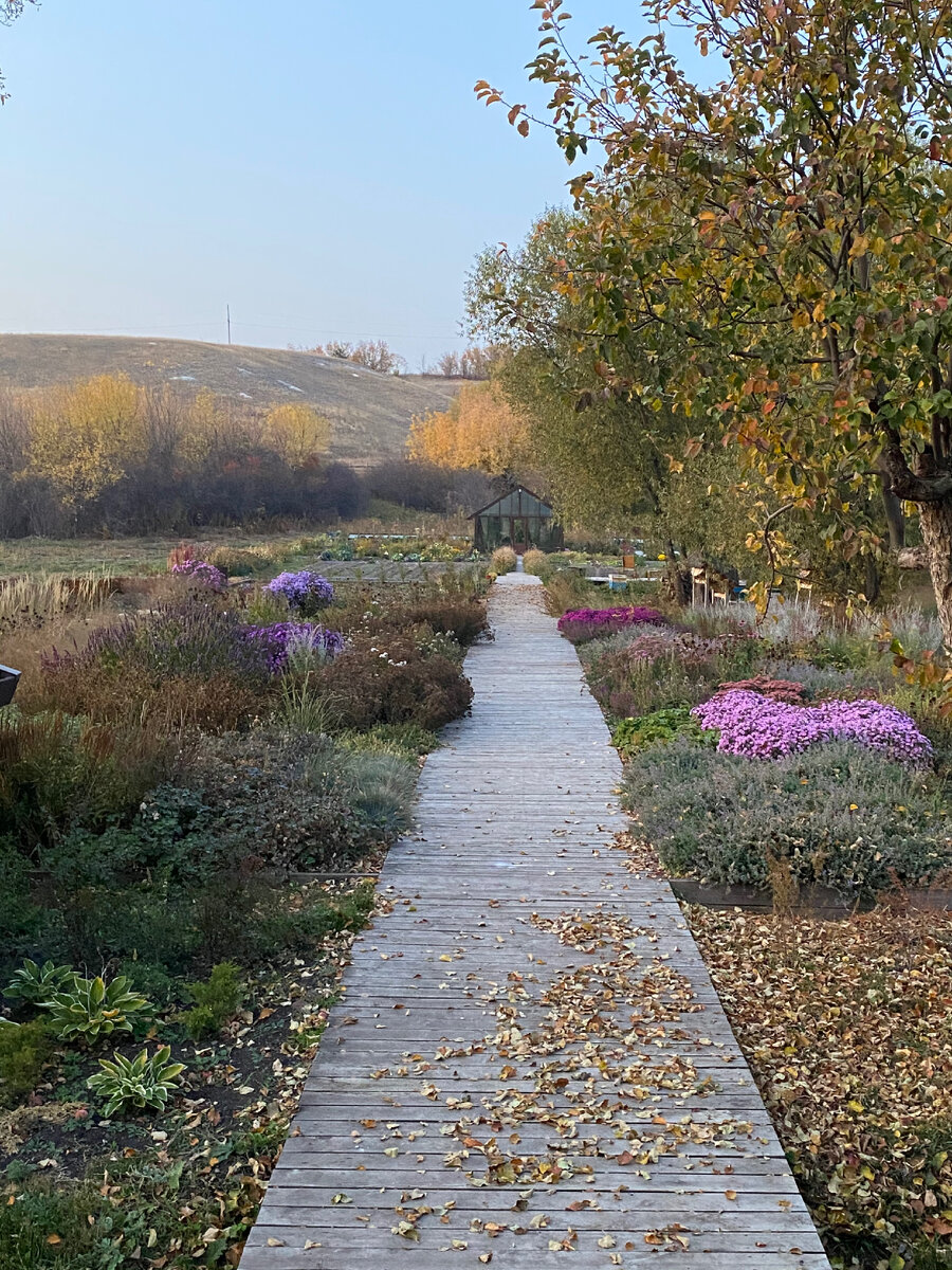 Вот так чудесно осенью засыпает дорожку своими листьями Анис