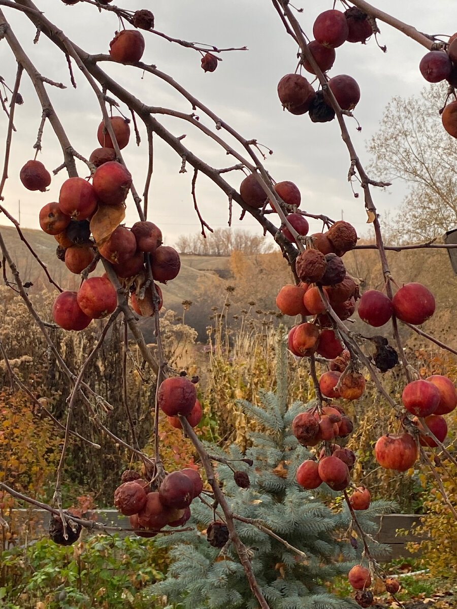 Ну а это Ранетка без сорта