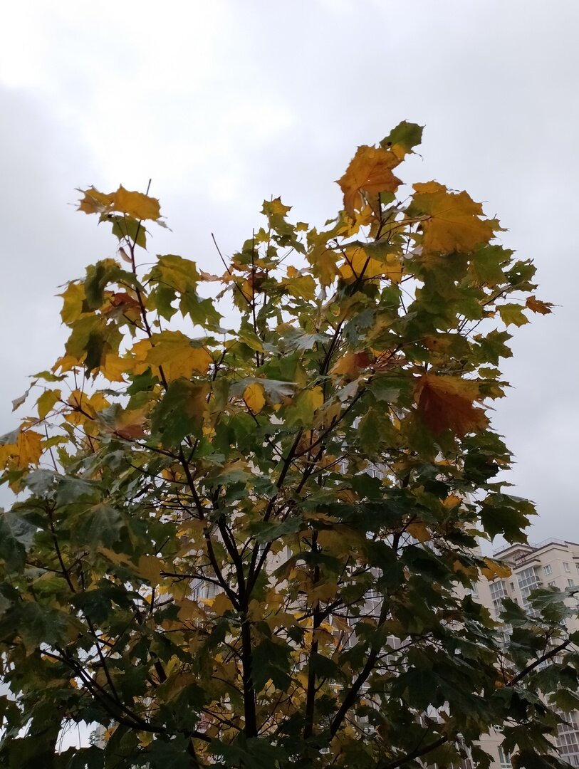 Фотография снята на мой телефон в октябре 2023 года.