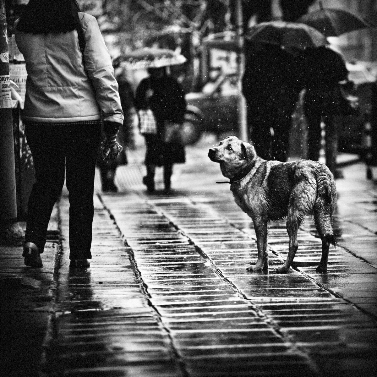 Жизнь собаки на улице