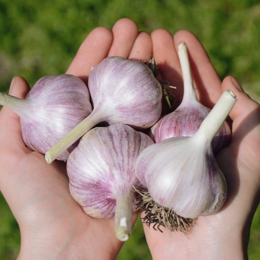 Узнайте, как выращивать озимый чеснок с удовольствием и уверенностью.