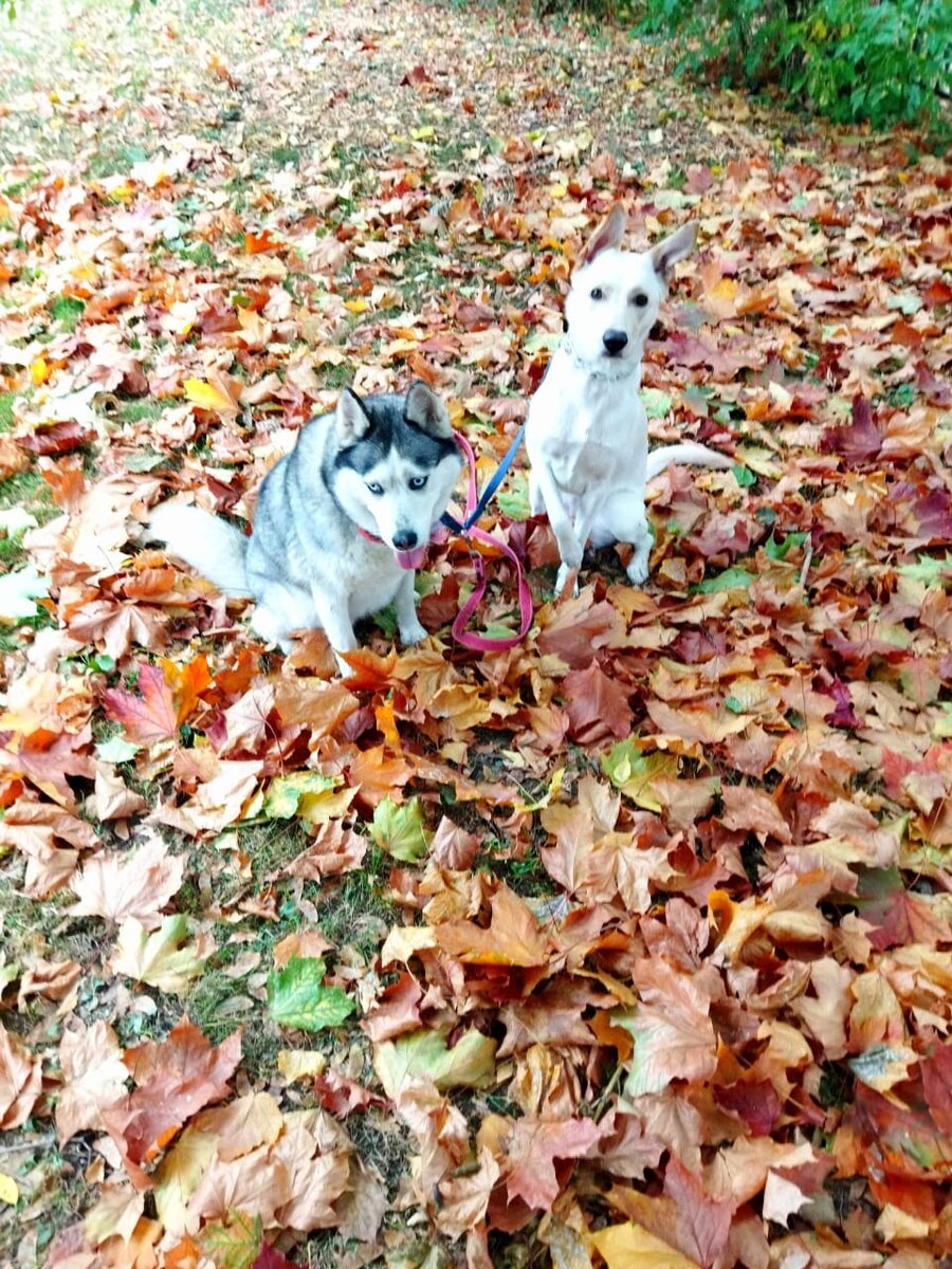 Масюша и Шпана 😍