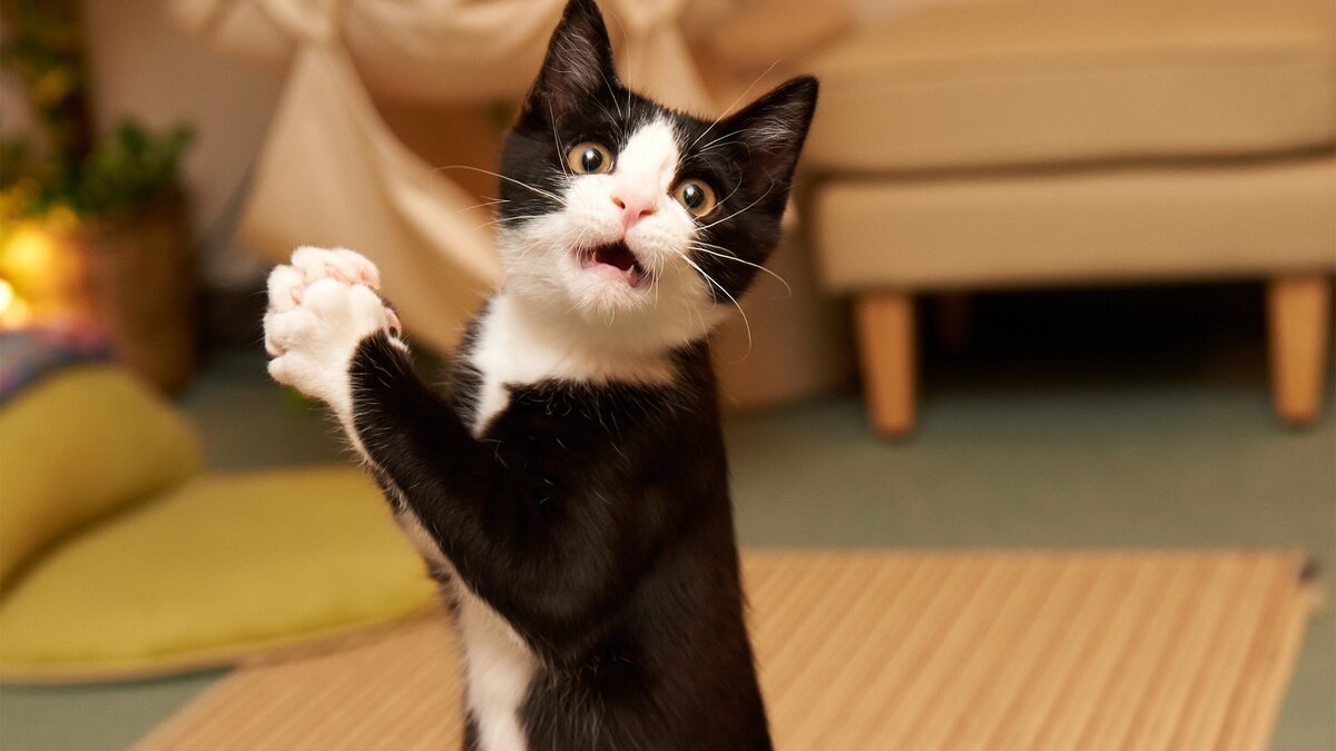 котик тоже в ужасе. источник Яндекс-картинки