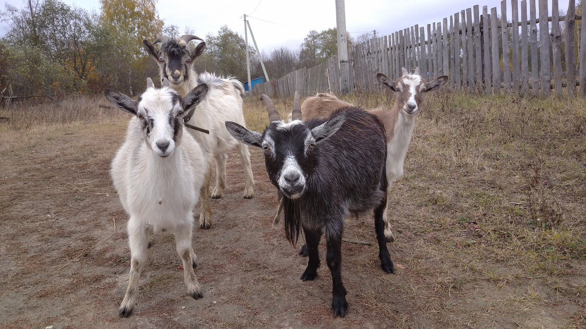 Согласие на фотосессию взято у хозяина коз