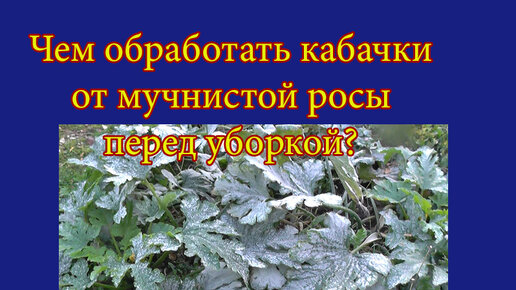 Чем обработать кабачки от мучнистой росы