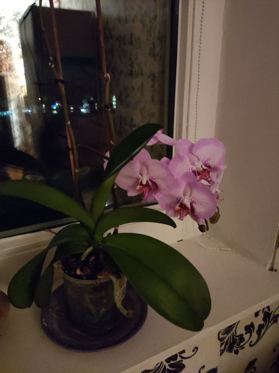 Орхидеечка моя