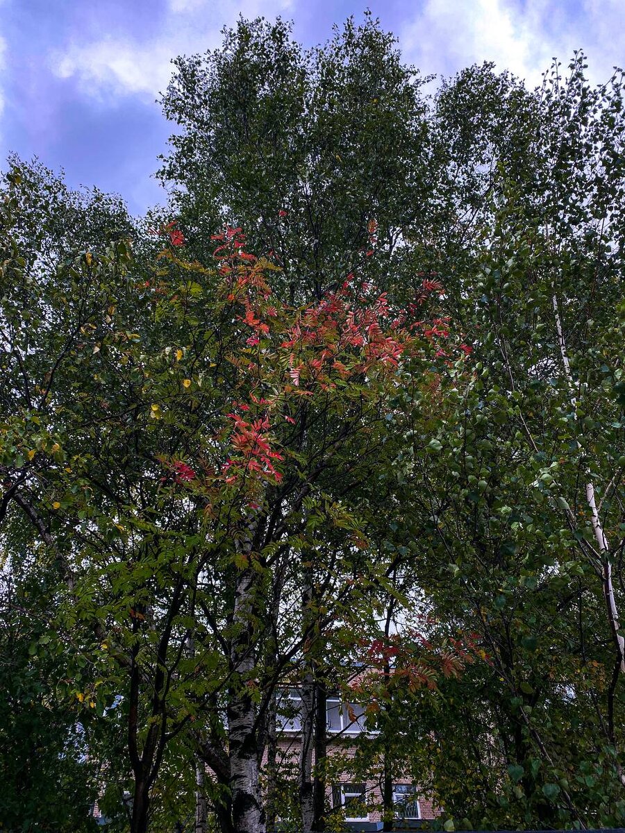 А ночью выпал снег, но быстренько растаял и целый день дождь ☔