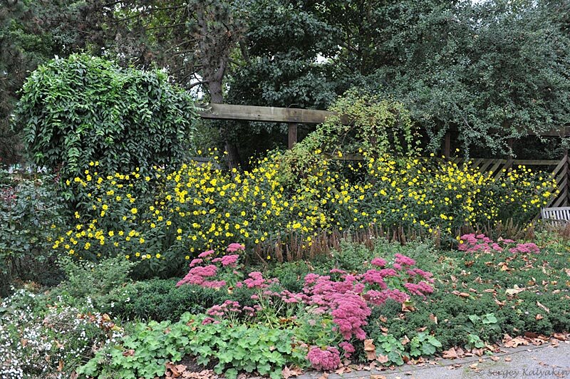 Подсолнечник мелкоголовый