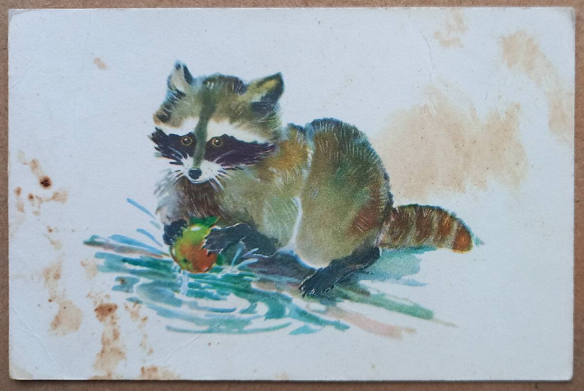 1968 г.. Художник Л. Гамбургер. "Маленький енот". Издательство "Советский художник". Москва. Тираж 1 500 000 экземпляров. Из коллекции автора. Открытка перепачкана краской...