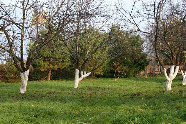    Когда осенью лучше сажать плодовые деревья?