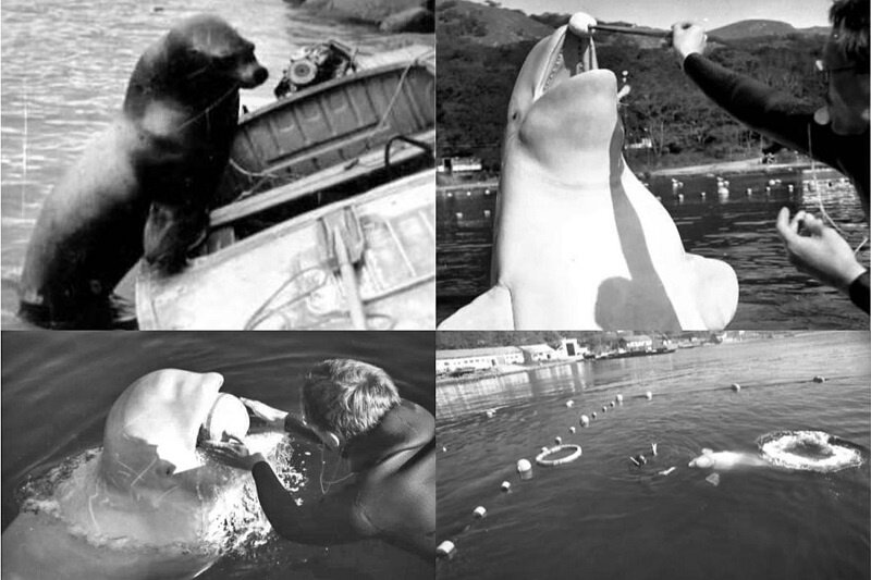 Старые фотографии ещё действующего 168-го НИЦ ТОФ, найденные в интернете в статье радиофизика-водолаза А. С. Третьякова.