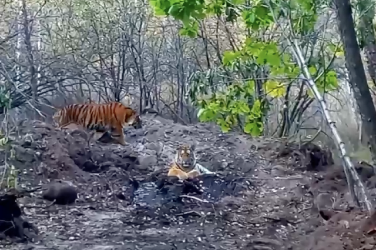    Тигрята-подростки обнаружены в нацпарке «Земля леопарда»