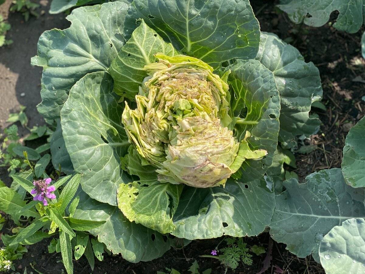 Фузариоз капусты белокочанной. Почему капуста становится. Почему капуста становится. Фузариоз капусты белокочанной. Капуста трескается.