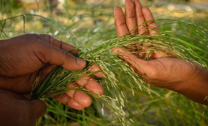    Безглютеновый африканский зерновой теф проявляет антиоксидантную активность в клетках человека