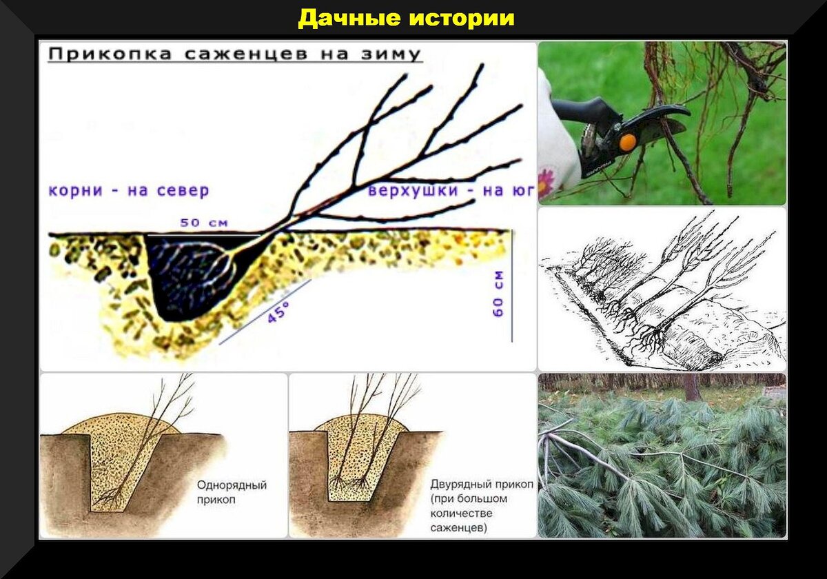 Подробнейшая шпаргалка садоводу на конец осени: разбор самых важных дел,  актуальных в любом осеннем саду | Дачные истории | Дзен