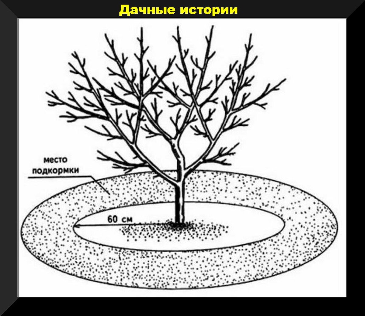 Подробнейшая шпаргалка садоводу на конец осени: разбор самых важных дел,  актуальных в любом осеннем саду | Дачные истории | Дзен