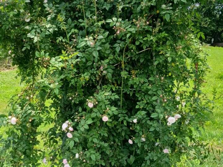 Как укрыть плетистую розу