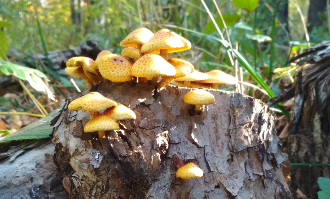 Опята (Фото Компанец Д.А.)