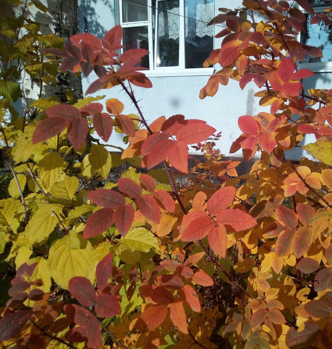 фото автора 