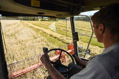    Сбор урожая в Подмосковье 2020 ©Александр Манзюк РИАМО