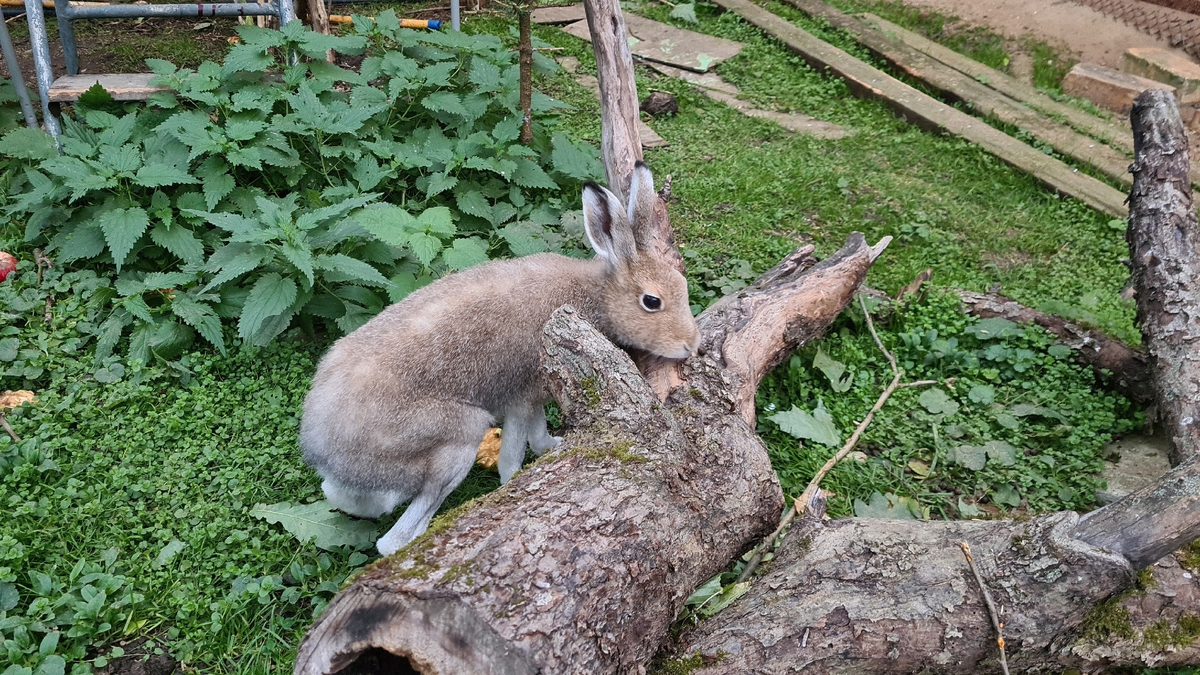 Hare News | Центр диких животных Дом Зайца | Дзен