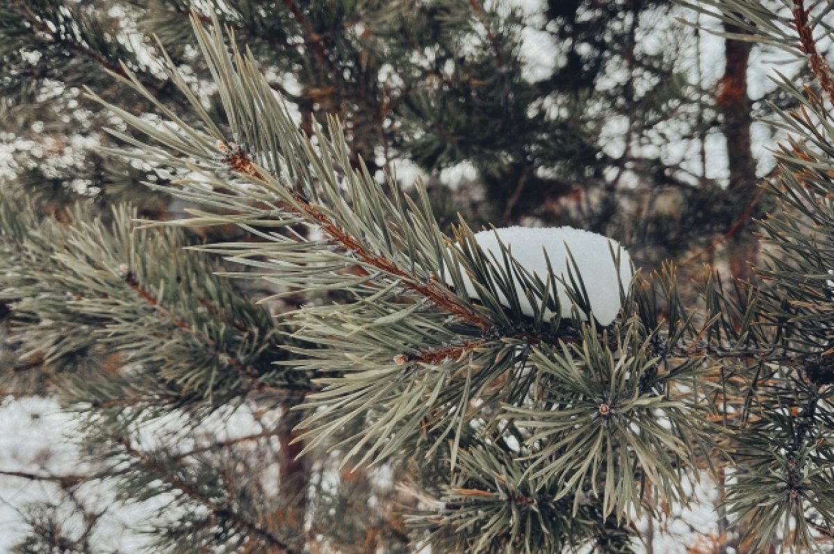    За вырубку елок к Новому году будут судить 5-ых жителей Хабаровского края