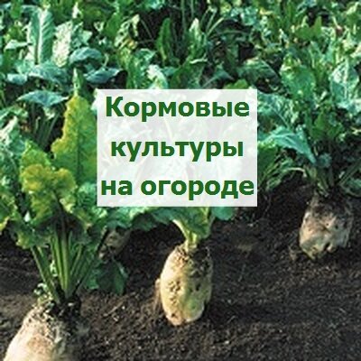 свекла кормовая