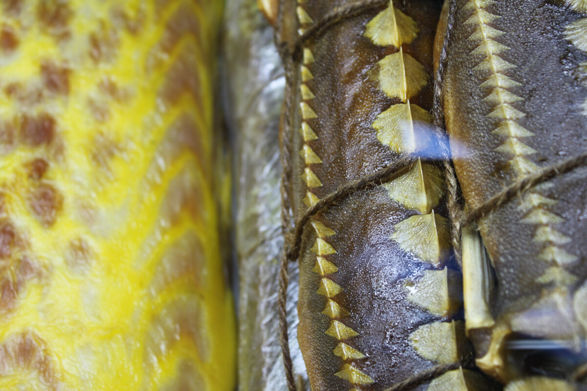 Русский осетр холодного копчения