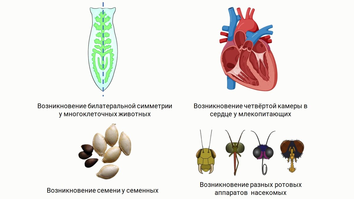 Биология 11 класс 2023