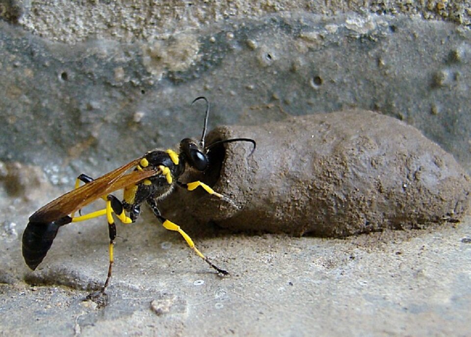 Осы глина. Сцелифрон пелопей. Оса Sceliphron caementarium. Оса сцелифрон Коконы. Оса пелопей кокон.