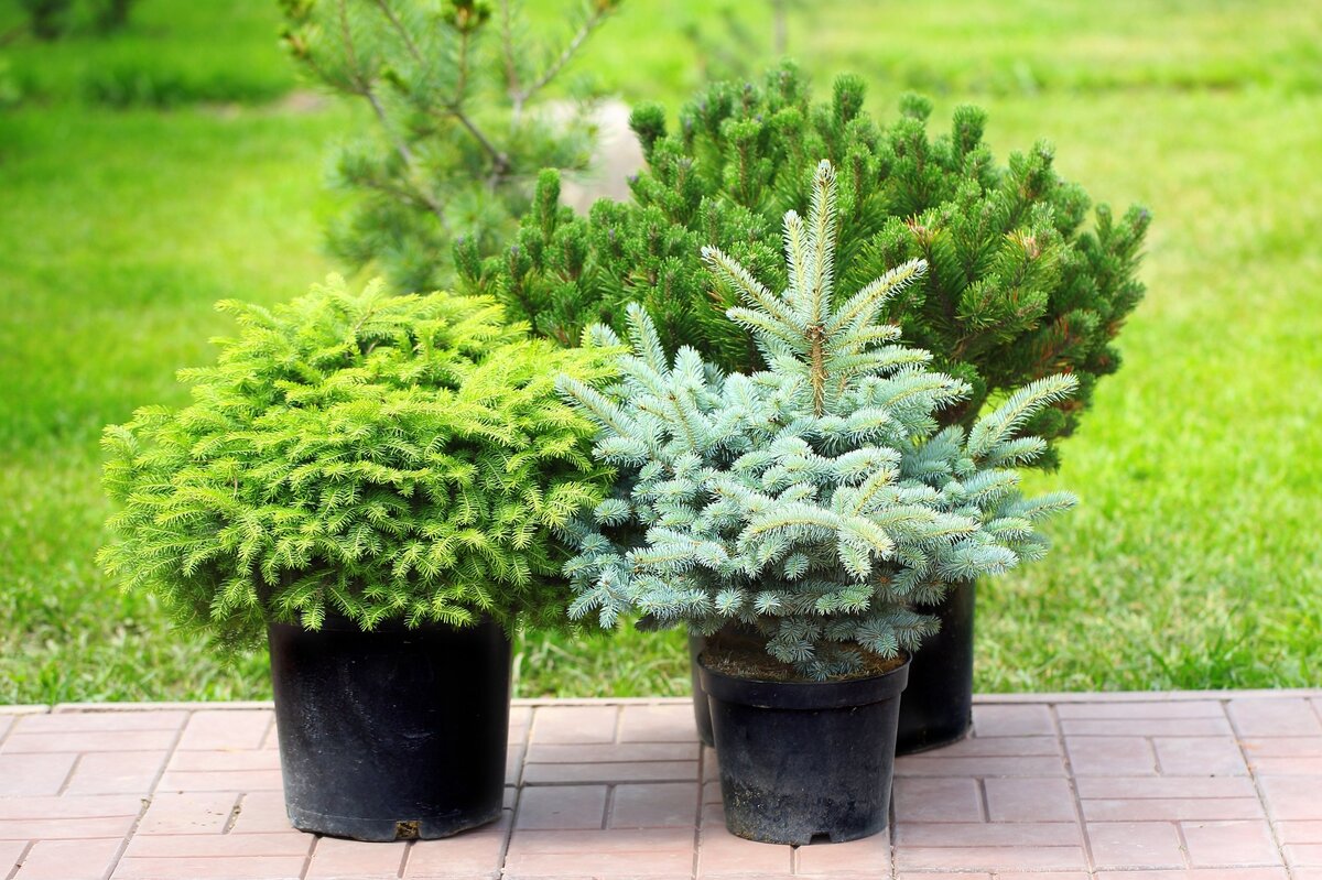     Осенняя подкормка хвойных растений: как и чем удобрять