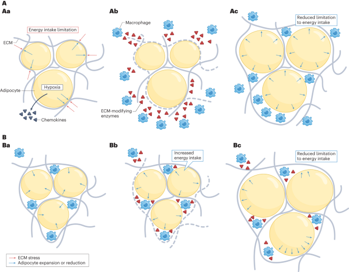 Возможный механизм влияния макрофагов на развитие ожирения и на повторный набор веса после его снижения. A. Разрастание жировой ткани при наборе веса. Аа. Положительный энер- гетический баланс приводит к разрастанию адипоцитов, вызывая стресс внеклеточного матрикса (ВКМ). Как следствие, сигналы от находящейся в стрессе жировой ткани приводят к уменьшению потребления и запасания энергии. Хемокины, также секретируемые адипоцитами, подвергшимися стрессу, привлекают макрофаги. Ab. Макрофаги секретируют ферменты, модифицирующие ВКМ, ослабляющие его и снижающие стресс. (van Baak M. A., Mariman E. C. M., et al. 2023)