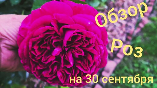 Обзор #сада на 30 сентября.Цветут розы Ля Роз Де Молинар, Анн Софи Пик, Фальстаф, Крокус Роуз..🌹