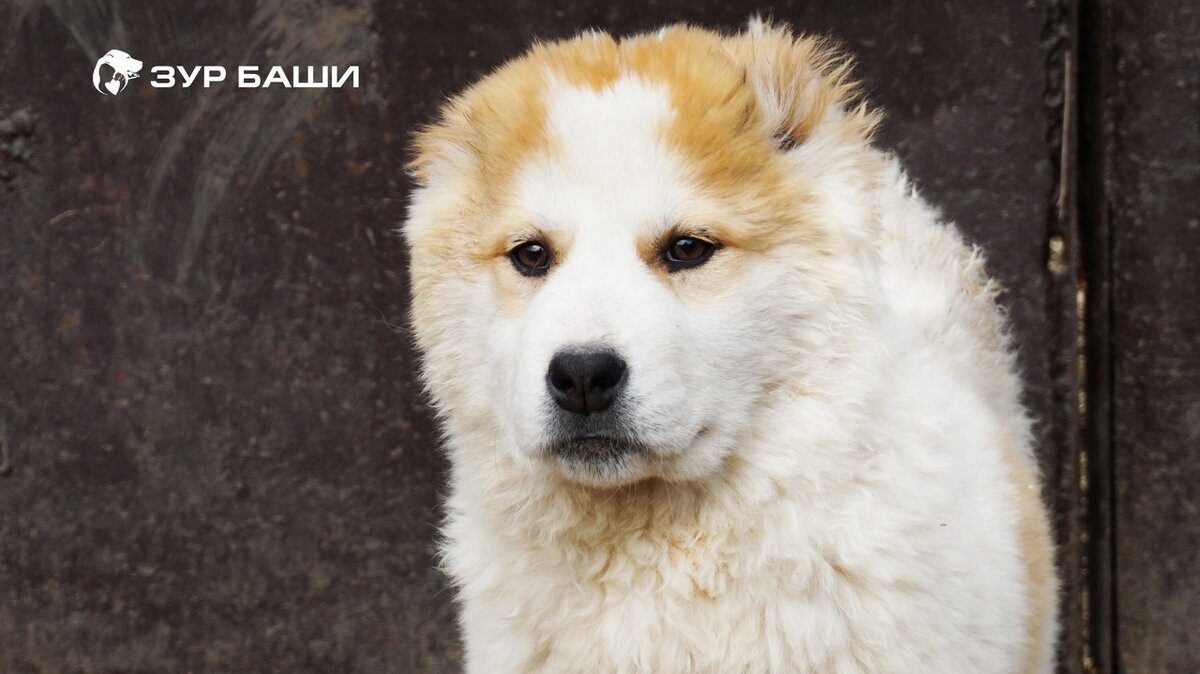 Загадки животного мира: что пытаются сказать нам наши собаки? [Собаки Dogs]