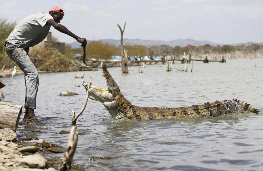 В африке живут рыбы. Озеро Фундудзи Африка. Крокодилы озера Ньяса.