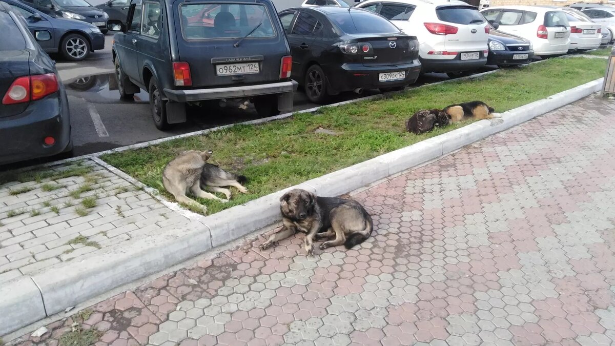 Нападения бродячих собак в Красноярске: скольких покусали и почему псов  станет больше | Проспект Мира | Дзен