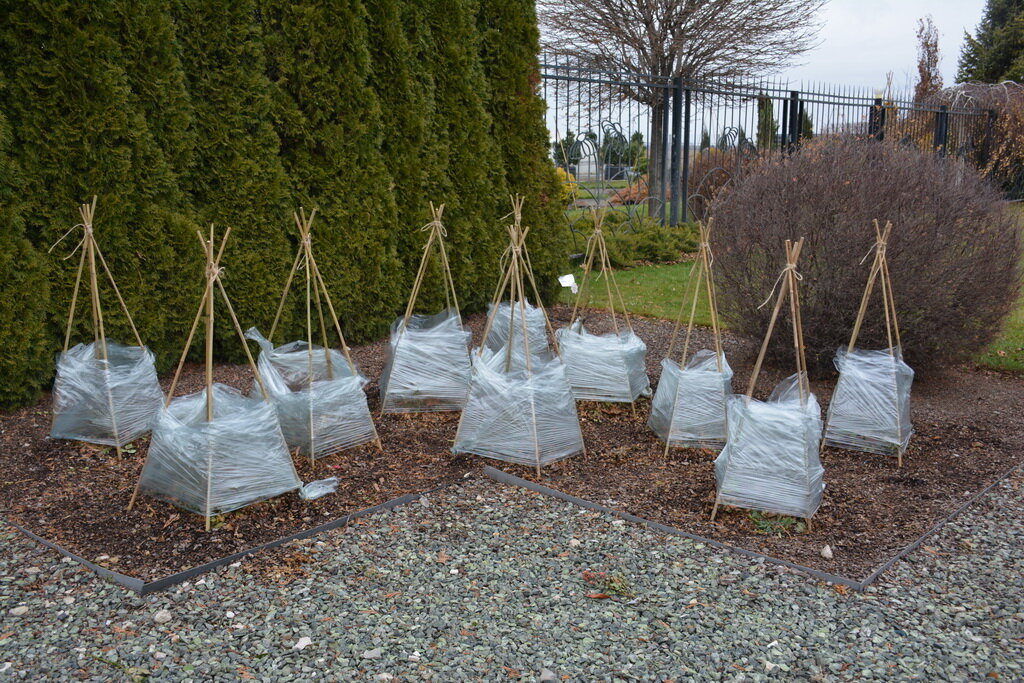 Рубрика:Сад и огород