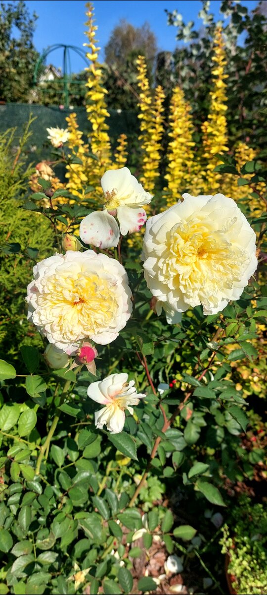 Зе Пилгримм. Остинка