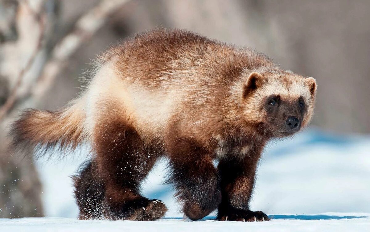 Приключение детективов Росомахи  Алика и рыси Алиса